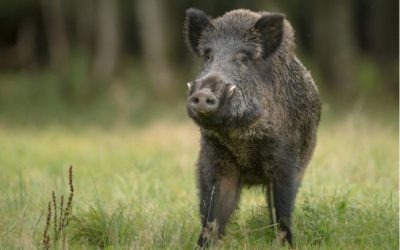 Gancho de Jabalí 07/10/2023